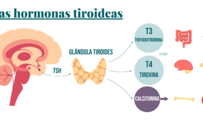 papel de las hormonas tiroideas en la tirotoxicosis
