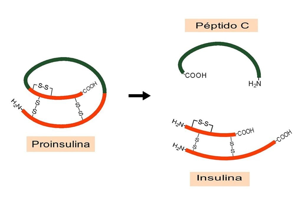 Péptido C: función e importancia en el cuerpo humano 1 peptido c funcion e importancia en el cuerpo humano