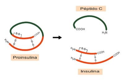 peptido c funcion e importancia en el cuerpo humano