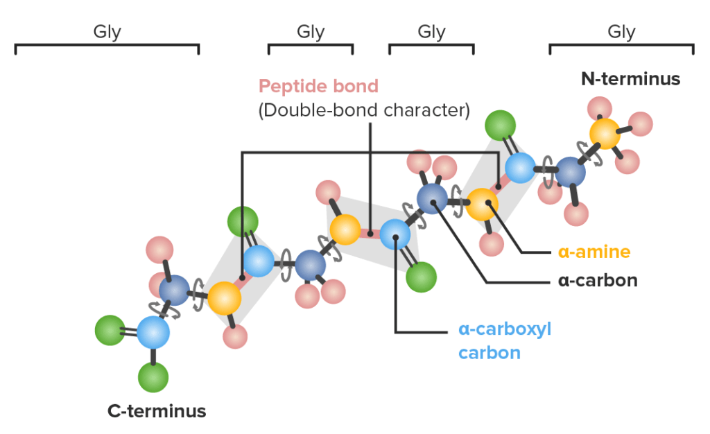 Péptidos hormonales: definición, clasificaciones y funciones clave 1 peptidos hormonales definicion clasificaciones y funciones clave