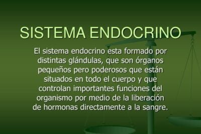 por que es importante comprender el sistema hormonal
