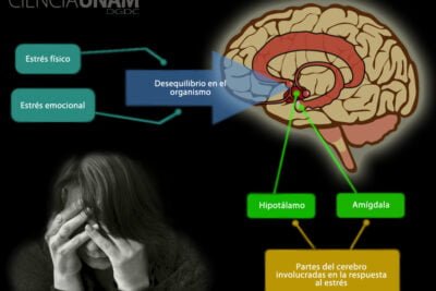 principales hormonas involucradas en el estres y su funcion