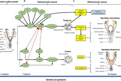 produccion de androgenos diferencias entre razas humanas