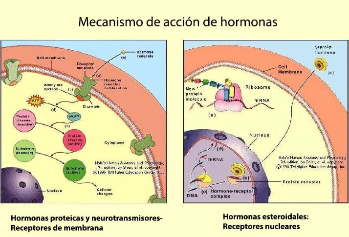 produccion de hormonas procesos y mecanismos en el cuerpo