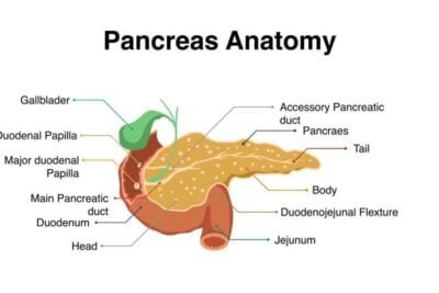 produccion de insulina del pancreas al cuerpo humano