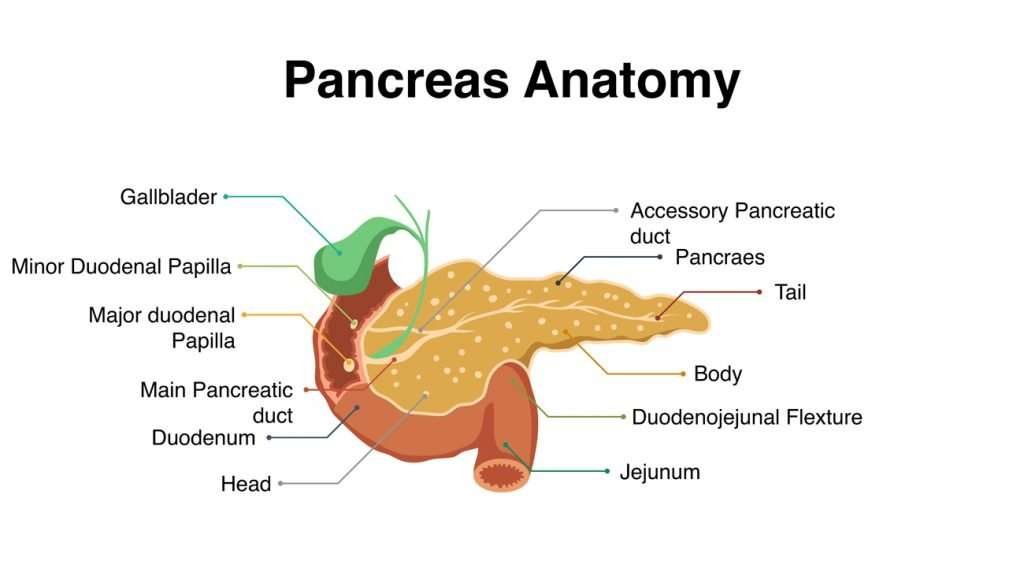 Producción de insulina: del páncreas al cuerpo humano 1 produccion de insulina del pancreas al cuerpo humano