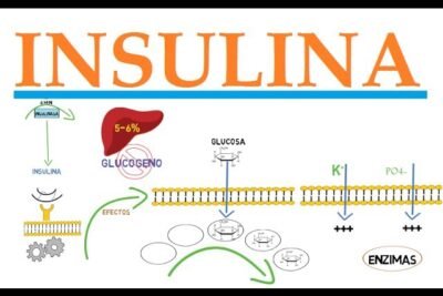 produccion y funcion de la insulina en el cuerpo humano