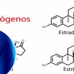 produccion y funcion de los estrogenos en el cuerpo humano