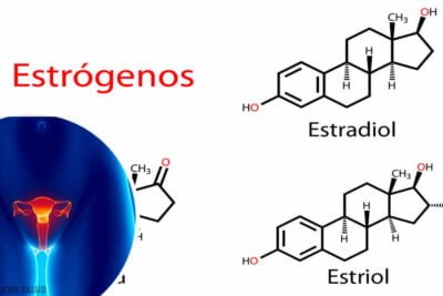 produccion y funcion de los estrogenos en el cuerpo humano
