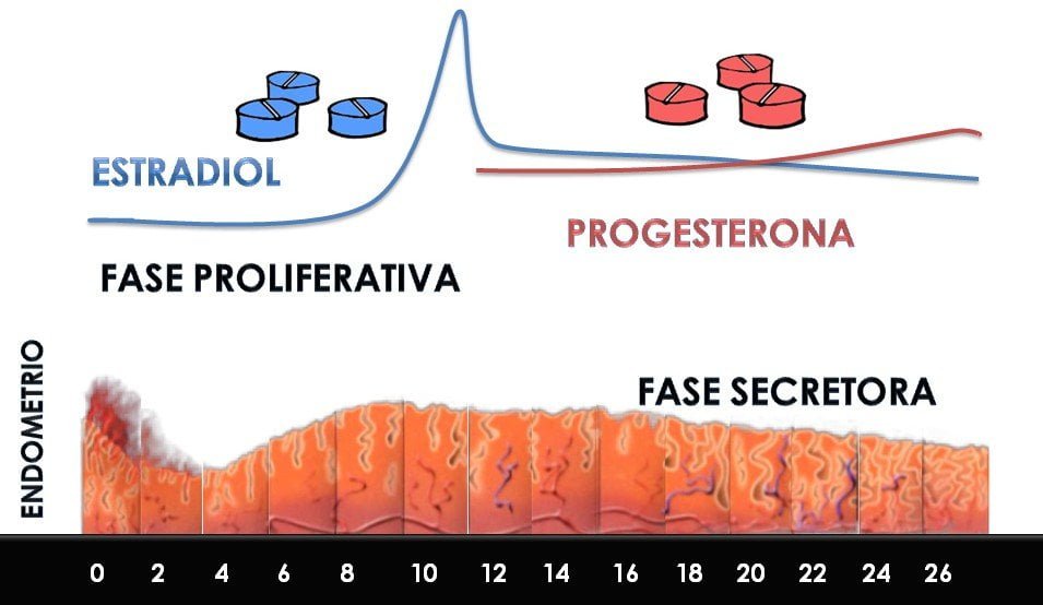 Progesterona: función y papel en el ciclo menstrual 1 progesterona funcion y papel en el ciclo menstrual