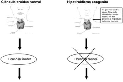 pruebas de funcion tiroidea tipos y propositos explicados