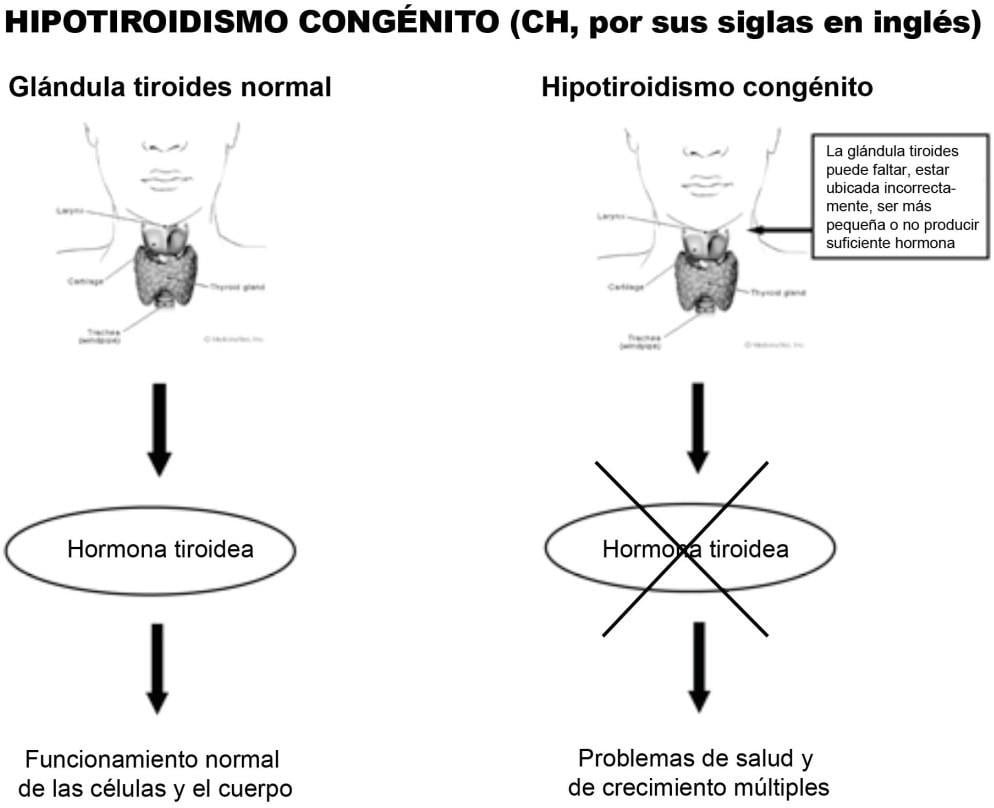 Pruebas de función tiroidea: tipos y propósitos explicados 1 pruebas de funcion tiroidea tipos y propositos