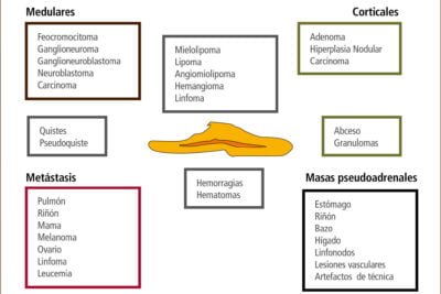 pruebas para evaluar la funcion de las glandulas endocrinas