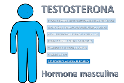 que cambios hormonales ocurren durante la adolescencia