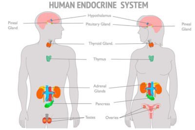que conexion hay entre la salud mental y el eje hormonal