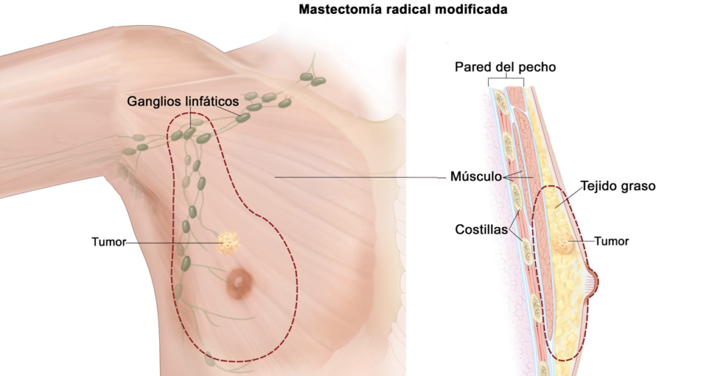 que efectos tienen los estrogenos en los hombres