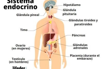 que efectos tienen los medicamentos en las glandulas