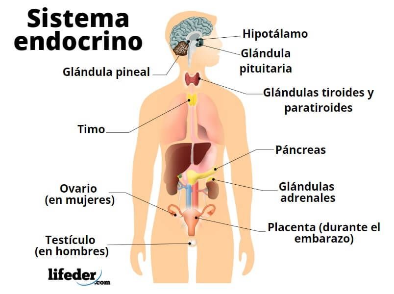 Qué efectos tienen los medicamentos en las glándulas 1 que efectos tienen los medicamentos en las glandulas