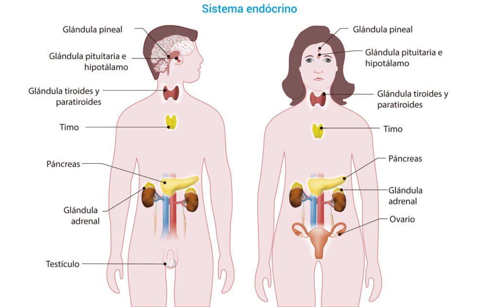 que enfermedades estan relacionadas con las glandulas
