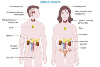 que enfermedades estan relacionadas con las glandulas