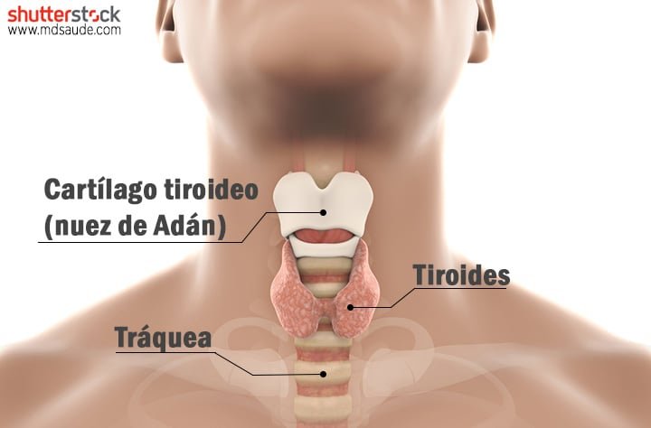 que es el bocio causas sintomas y tratamiento