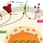 que es el glucagon y como se relaciona con la insulina