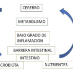 que es el metabolismo y su relacion con la hipoactividad