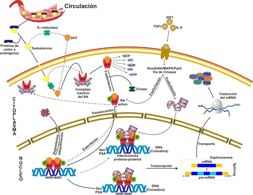 que es el receptor androgenico y por que es importante