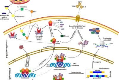 que es el receptor androgenico y por que es importante