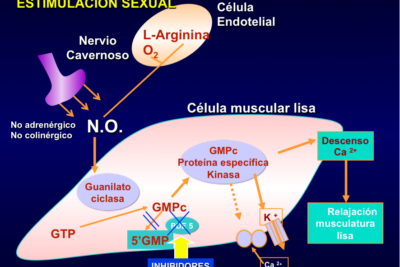 que es la disfuncion erectil y su relacion hormonal