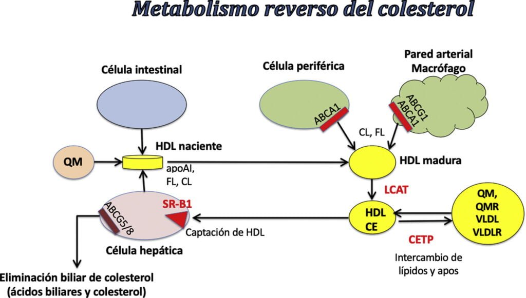 que es la dislipidemia y su relacion con el metabolismo