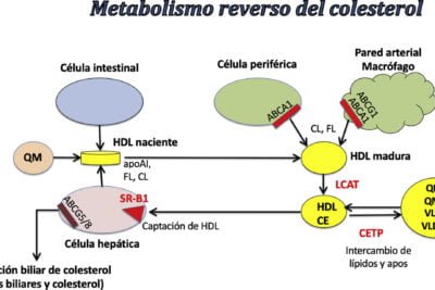 que es la dislipidemia y su relacion con el metabolismo