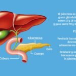 Qué es la hipoglucemia posprandial y cómo puede afectarte