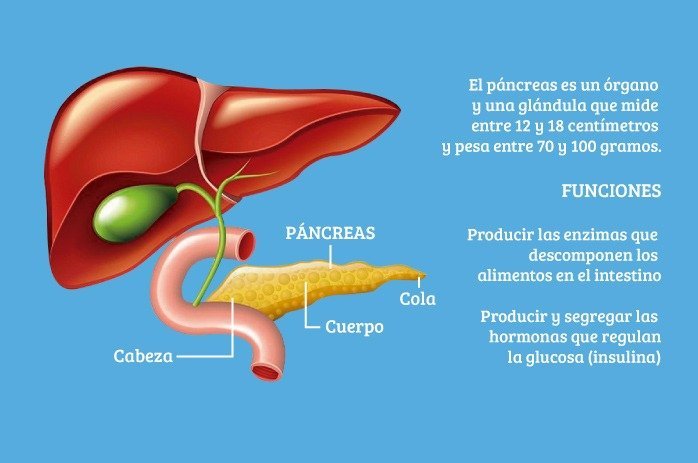 Qué es la hipoglucemia posprandial y cómo puede afectarte 1 que es la hipoglucemia posprandial y como puede afectarte