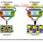 que es la leptina y cual es su funcion en el organismo