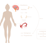 que es la menopausia y como afecta al eje hormonal