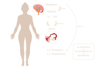 que es la menopausia y como afecta al eje hormonal