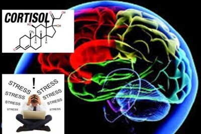 que estudios recientes hay sobre el cortisol y la salud