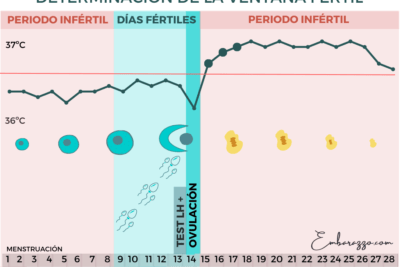 que estudios respaldan la importancia de la progesterona