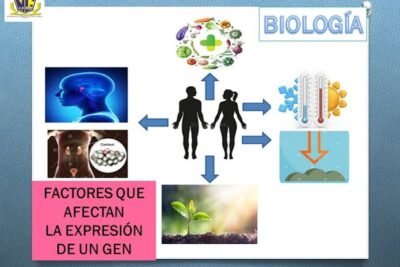 Qué factores ambientales influyen en las hormonas 1 que factores ambientales influyen en las hormonas