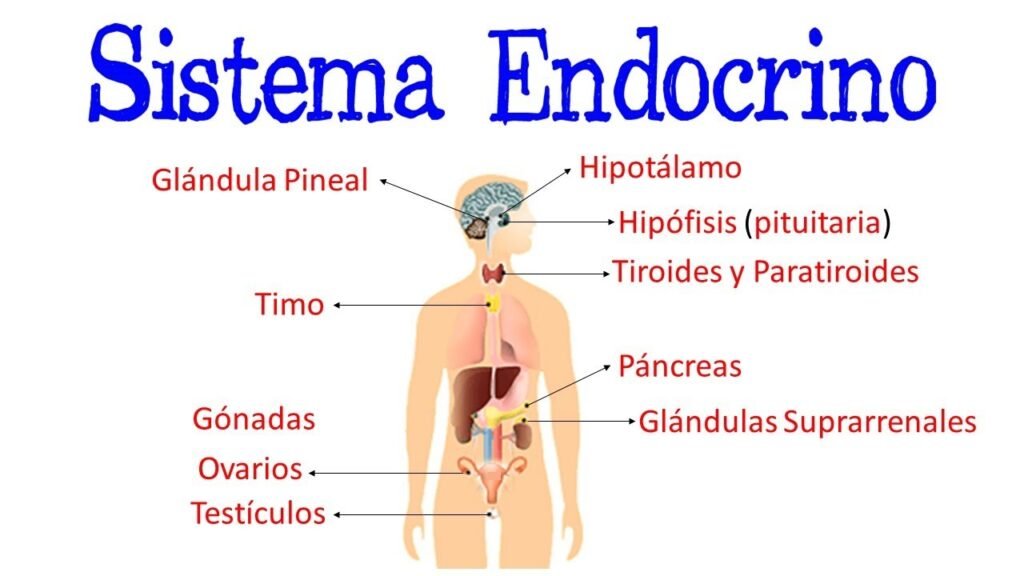 Qué glándulas forman parte del sistema endocrino 1 que glandulas forman parte del sistema endocrino