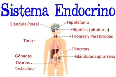 que glandulas forman parte del sistema endocrino