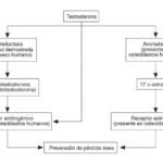 que investigaciones estan en curso sobre los androgenos