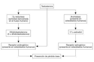 Qué investigaciones están en curso sobre los andrógenos 1 que investigaciones estan en curso sobre los androgenos