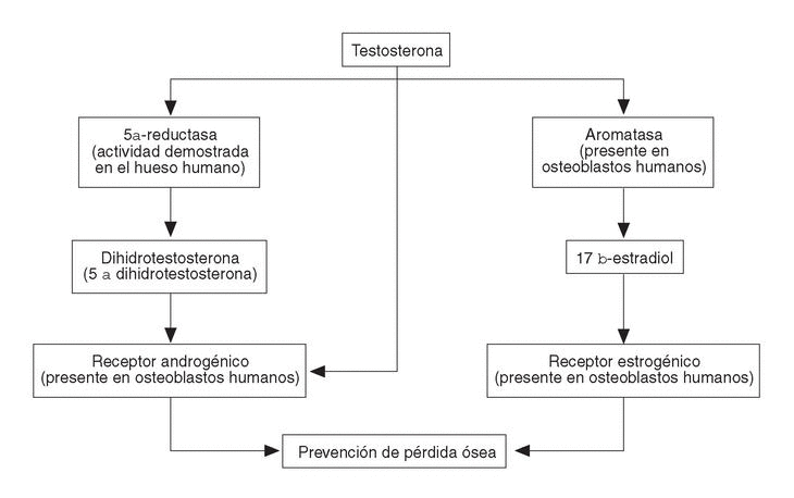 que investigaciones estan en curso sobre los androgenos