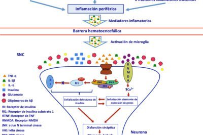 que investigaciones existen sobre insulina y alzheimer