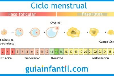 que metodos existen para el seguimiento de la ovulacion