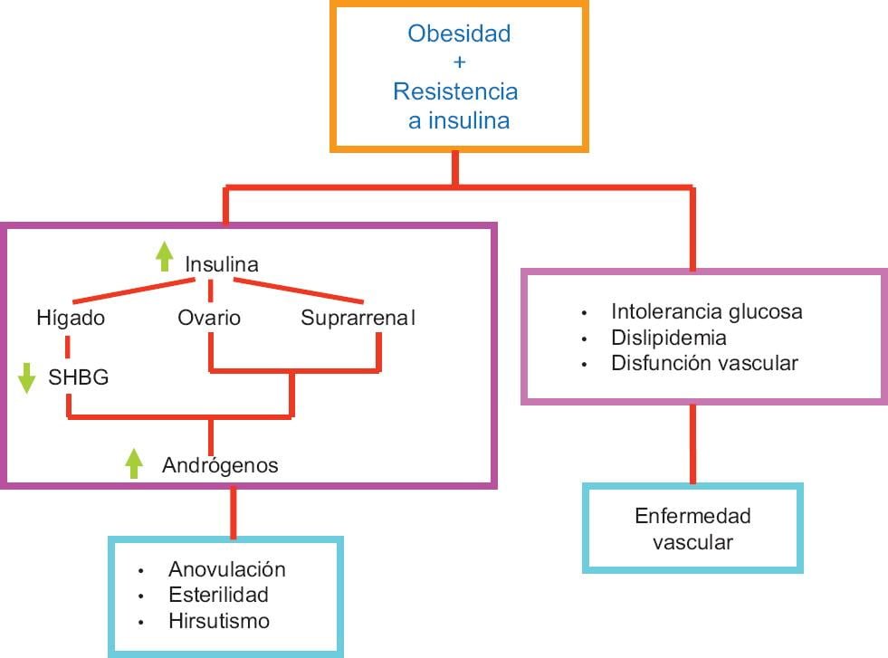 Qué ocurre cuando hay un exceso de hormonas peptídicas 1 que ocurre cuando hay un exceso de hormonas peptidicas