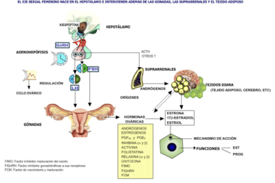 que ocurre durante la menopausia en el eje hormonal