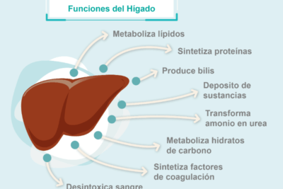 que papel juega el higado en el metabolismo hormonal